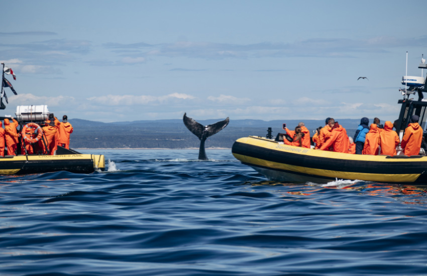 A humpback whale raising its tail in the St. Lawrence River, seen from boats during a whale-watching excursion near Tadoussac, Quebec.