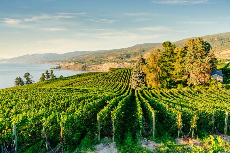 The Okanagan Valley’s picturesque vineyards near Penticton