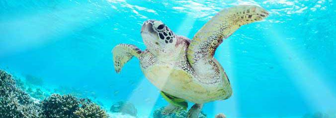 Caribbean sea turtle